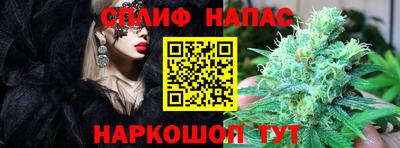 стаф Гатчина